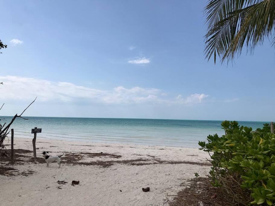 Depa Casacalma. Zona Tranquila Y Techo De Palapa Apartment Isla Holbox