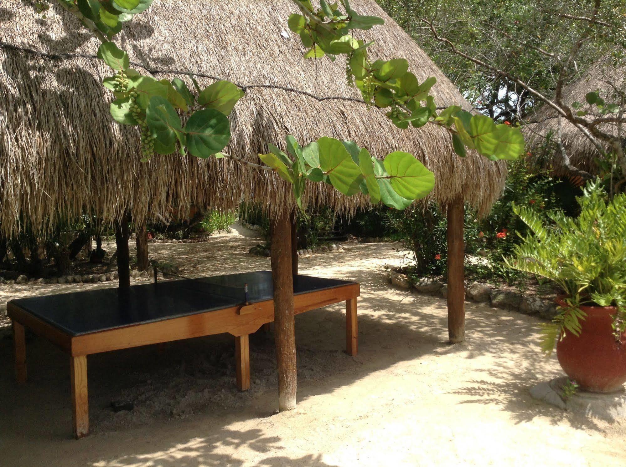 Delfines Isla Holbox