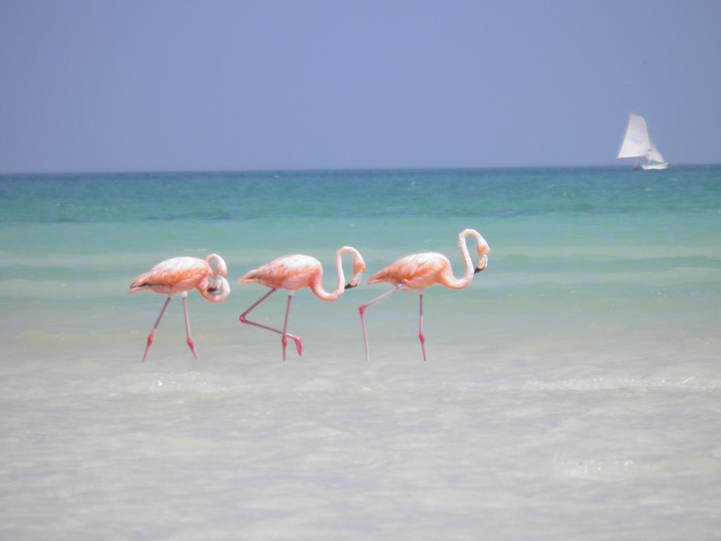 Hotel Casa Punta Coco & Beach Club (Adults Only) Isla Holbox